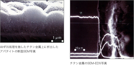 写真：AHFIX処理を施したチタン金属上に析出したアパタイトの断面SEM写真とチタン金属のSEM-EDX写真