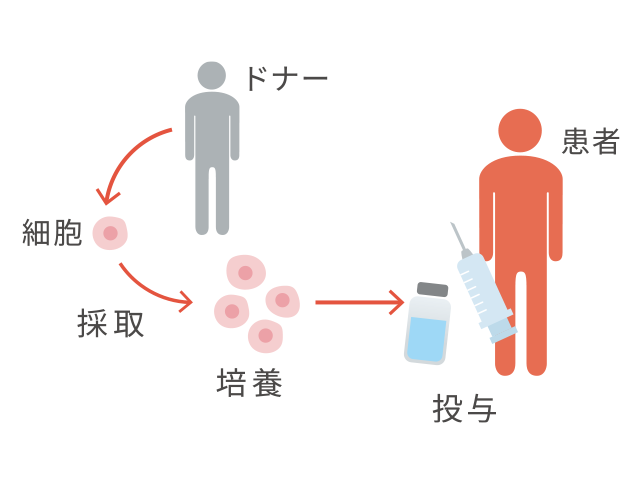 ドナー → 細胞 → 採取 → 培養 → 投与 患者