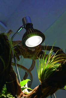 観葉植物ライティングイメージ.jpg