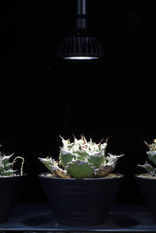 真上から照らされる植物.jpg