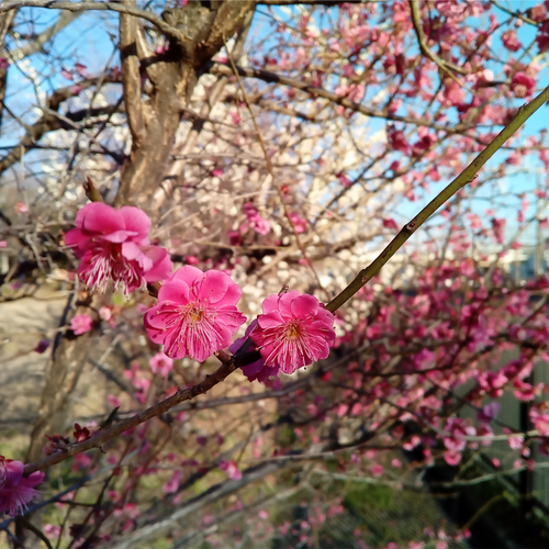 >そろそろ春の気配が！ 京セラスマホ写真集(梅編)