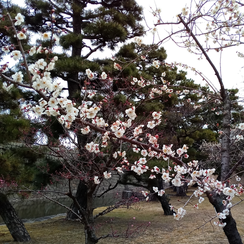 >そろそろ春の気配が！ 京セラスマホ写真集(梅編)