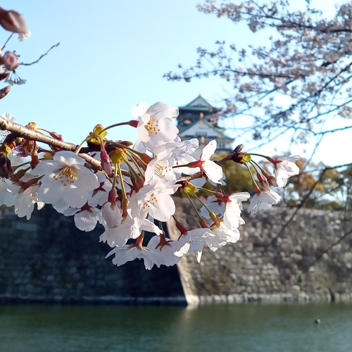 その愛らしい美しさ！ 京セラスマホ写真集(桜編)