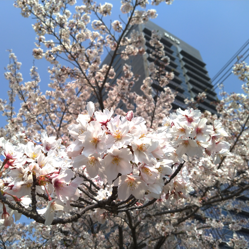 少しでも元気を！ - 京セラスマホ写真集(桜編)