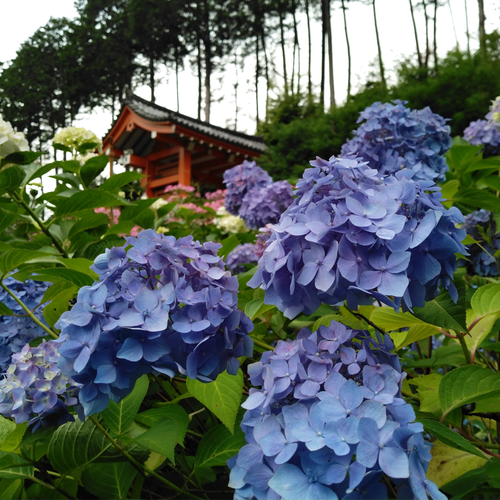 梅雨に咲く鮮やかな花たち！ 京セラスマホ写真集(紫陽花編)