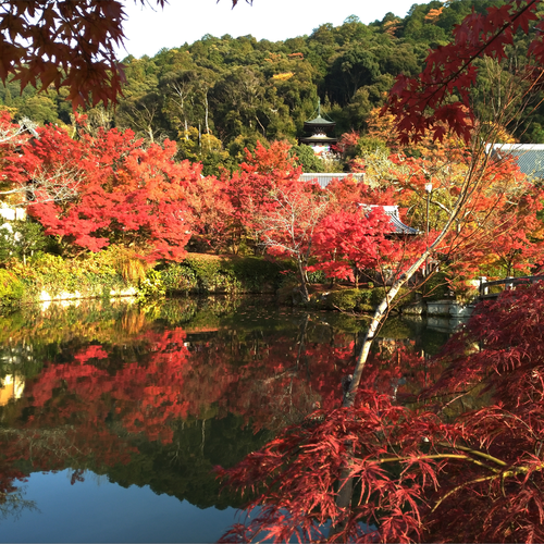 色づく秋を感じて！ 京セラスマホ写真集(紅葉編)