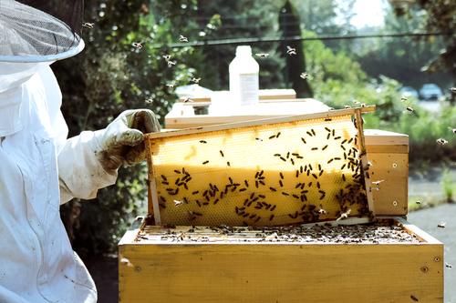 >ドイツの養蜂プロジェクト、活動中！