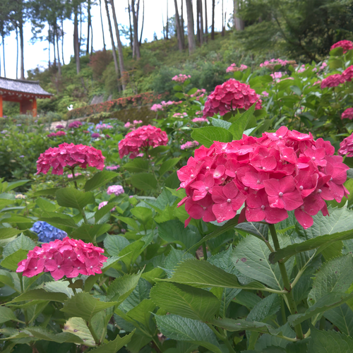 雨の雫が彩りを添える！ 京セラスマホ写真集(紫陽花編)