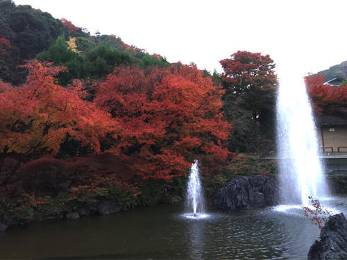 雨雫に彩られた赤や黄色のグラデーション 京セラスマホ写真集(紅葉編)