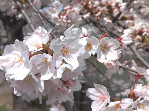 >桜色に染まる春を切り取って ～京セラスマホ写真集2022(桜編)～