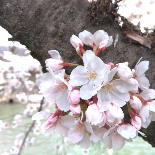 >桜色に染まる春を切り取って ～京セラスマホ写真集2022(桜編)～
