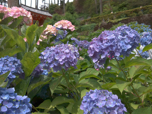 雨露が似合う梅雨の花！ 京セラスマホ写真集(紫陽花編)