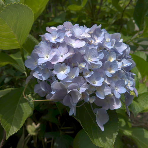 雨露が似合う梅雨の花！ 京セラスマホ写真集(紫陽花編) | ソーシャル 