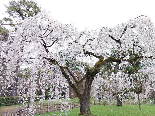 「かわいい！」をお届け ～京セラスマホ写真集(桜編)～