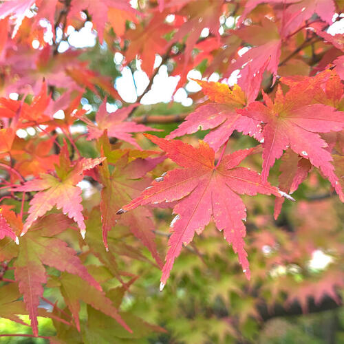 >赤と黄と緑が織りなす秋の芸術