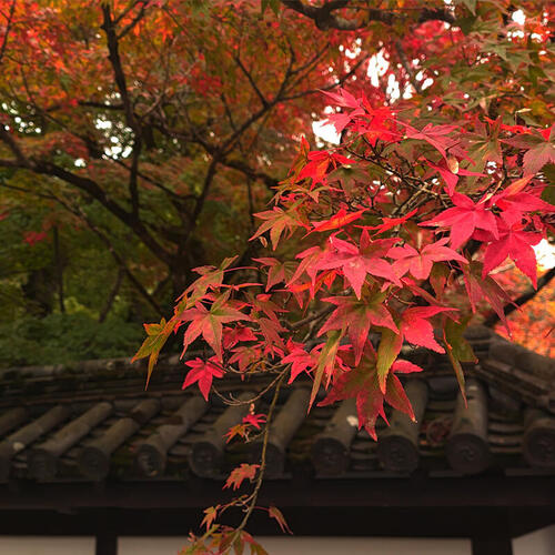 >赤と黄と緑が織りなす秋の芸術