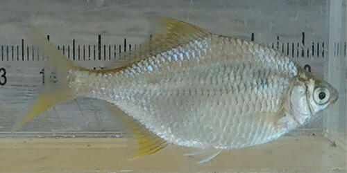 >未来へつなぐ淀川の命