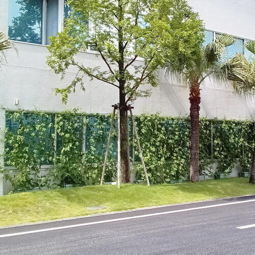 >生きた「日よけ」で夏をECOに! 快適に!