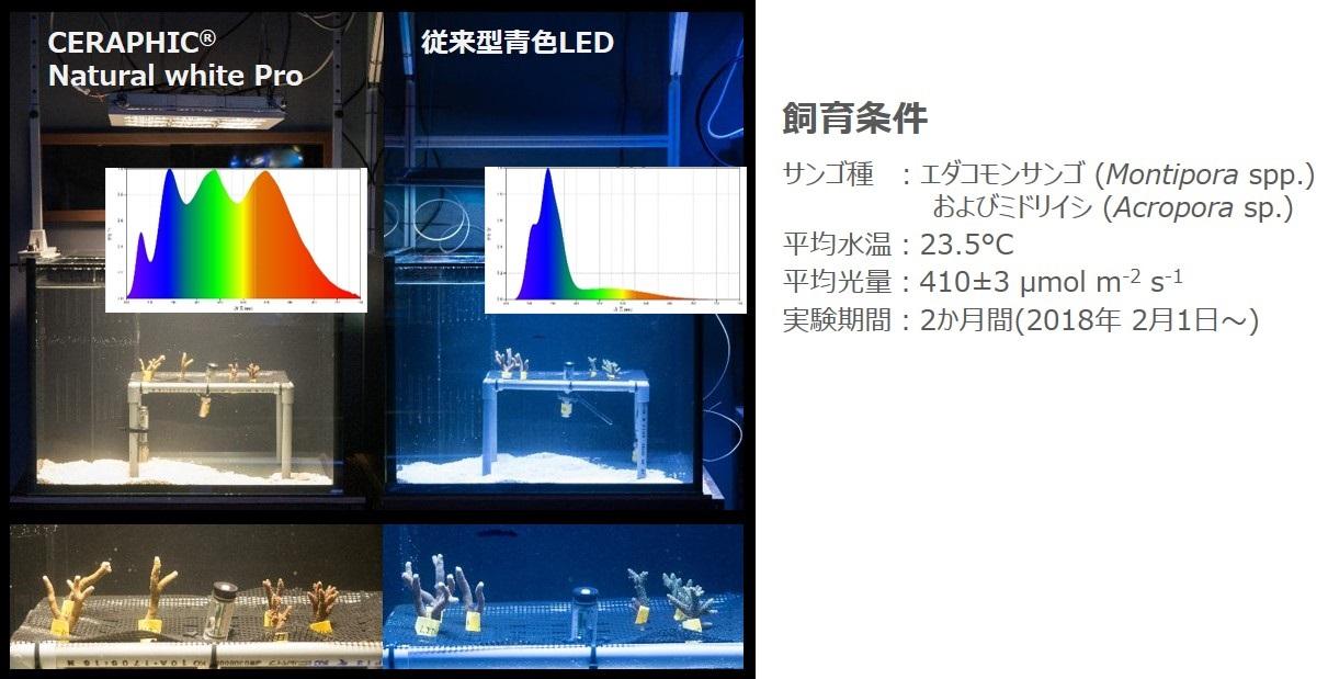 アクアリウム用LED照明 - 高演色LED CERAPHIC｜LED照明｜京セラ