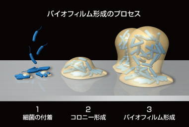 図：バイオフィルム形成のプロセス：1 細菌の付着,2 コロニー形成,3 バイオフィルム形成