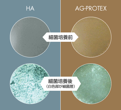 図：HAとAG-PROTEXの細菌培養前・細菌培養後の比較（白色部が細菌層）