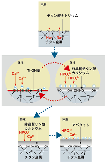 図：AHFIXのアパタイト析出の機序