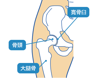 図：股関節のしくみ