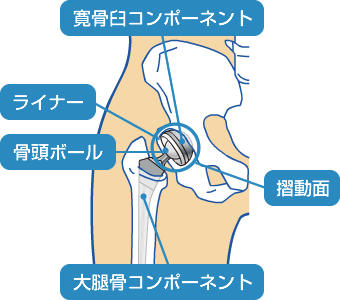 図：股関節のしくみ