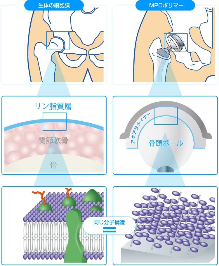 図：生体の細胞膜、MPCポリマー