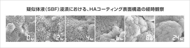 イメージ：疑似体液（SBF）浸漬における、HAコーティング表面構造の経時観察