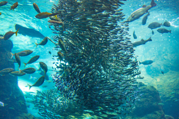 Flock of sardines